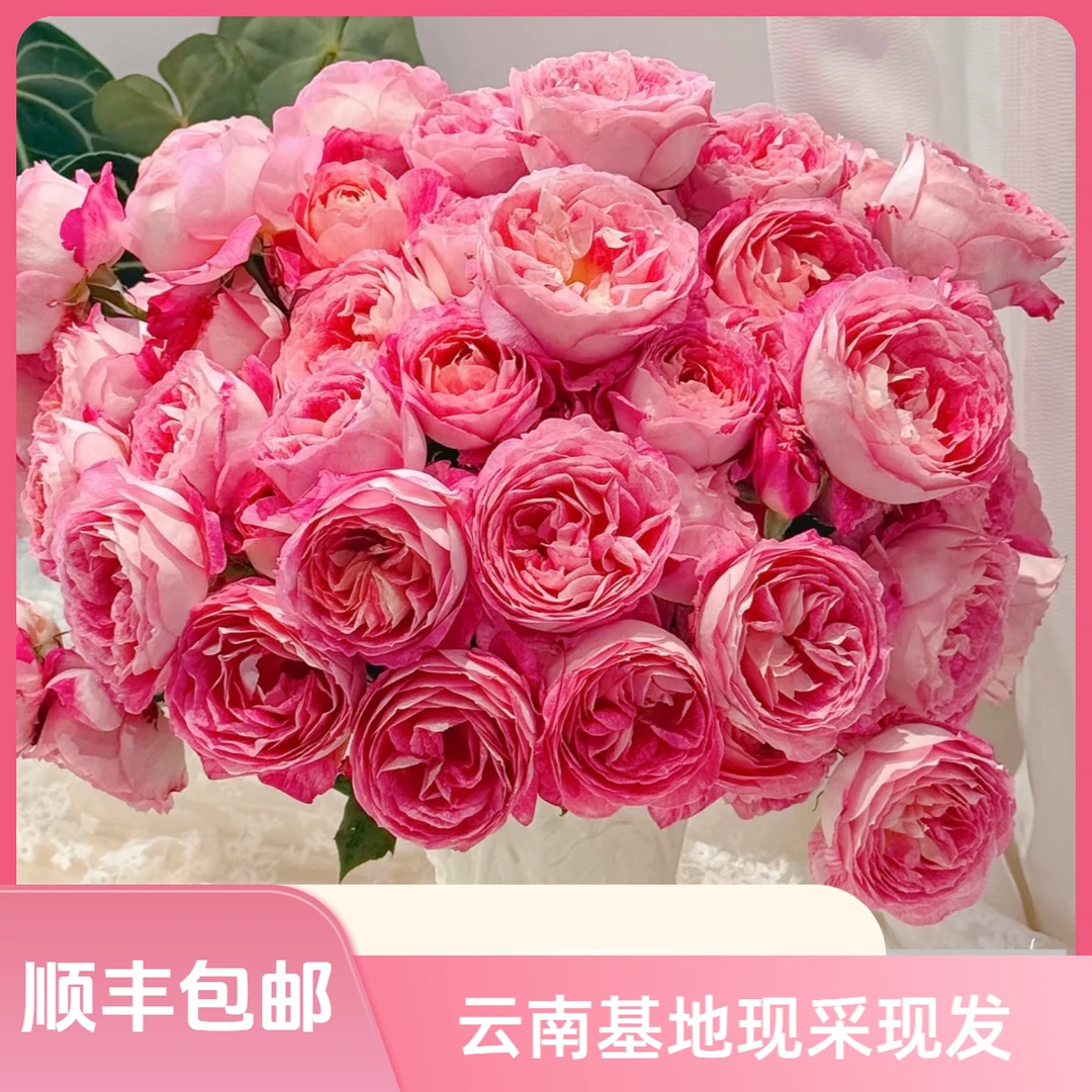 【花喜甄选】美人醉多头玫瑰鲜花云南直发家用瓶插水养鲜切花顺丰