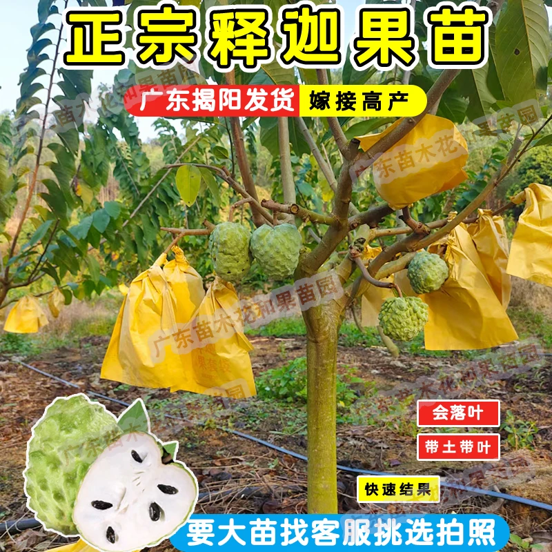 释迦果苗凤梨释迦苗AP释迦苗大目释迦苗榴莲释迦果苗广东揭阳发货