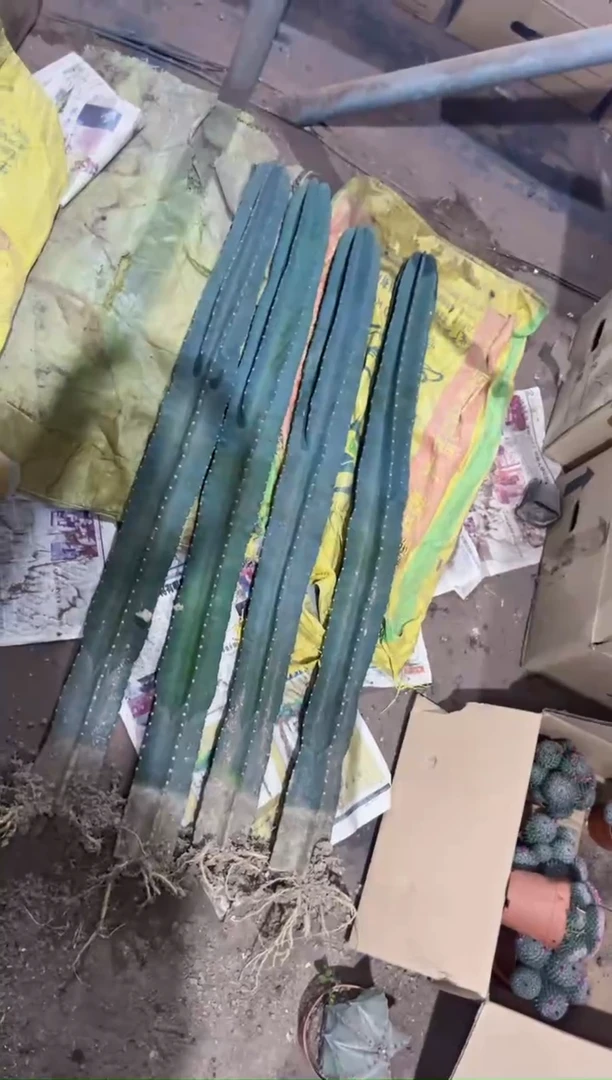 【闪购商品】【带根】130-150cm 量天尺