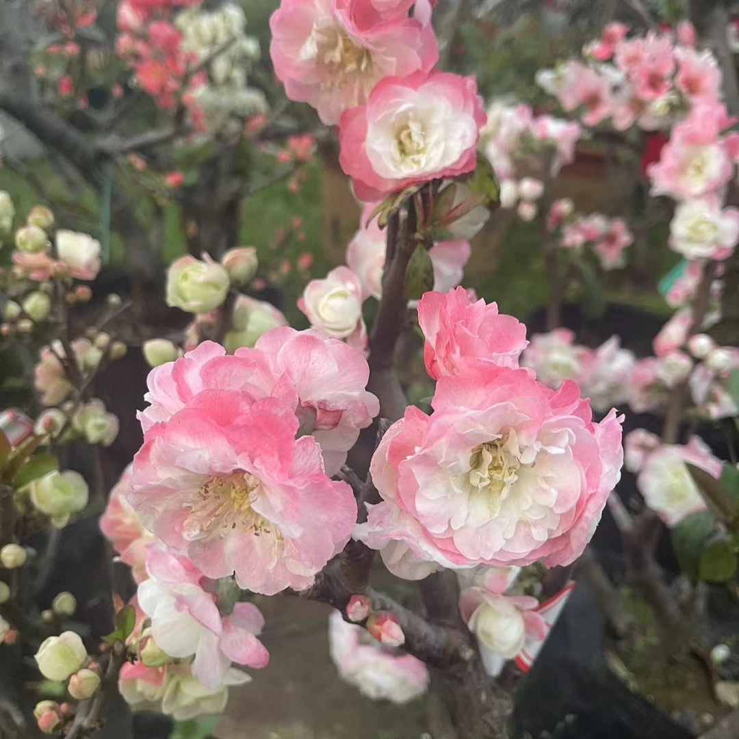 彩云飞年宵花海棠花春节家居办公室阳台庭院种植开花植1