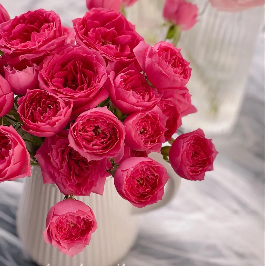 苏菲宝贝，一单包邮，两单升级顺丰或京东冷链【花燃花坊福利花花】