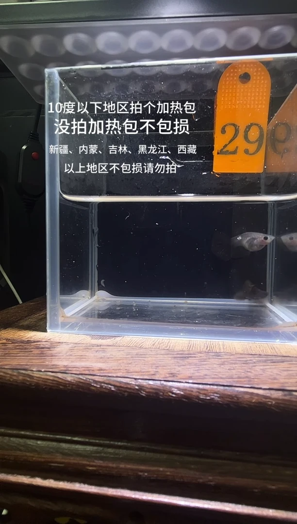 孔雀鱼红龙玻璃猫普通体编号29