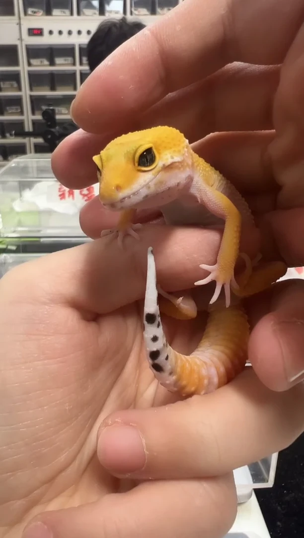 豹纹守宫37豹纹守宫