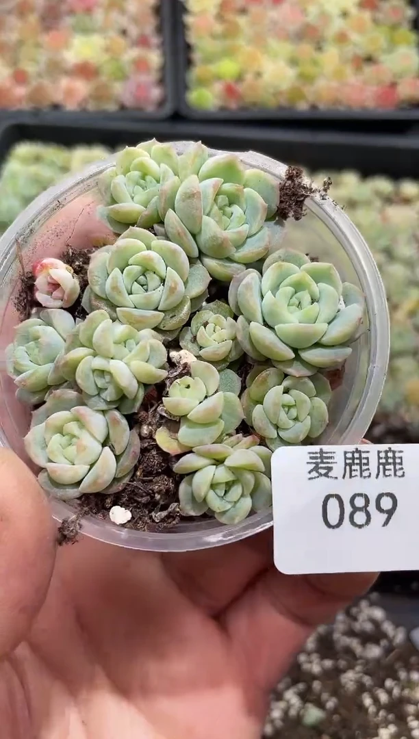 089无尽灯   10头起发  量拍