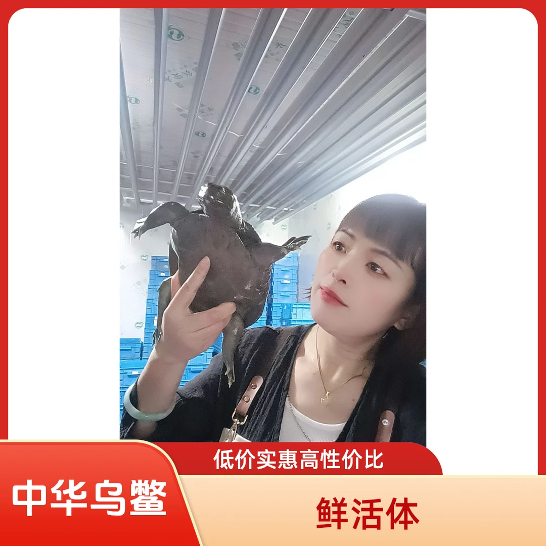 优鲜精选中华乌鳖鲜活体 腹部纯黑 优质产品 原产地直供 鲜活到家