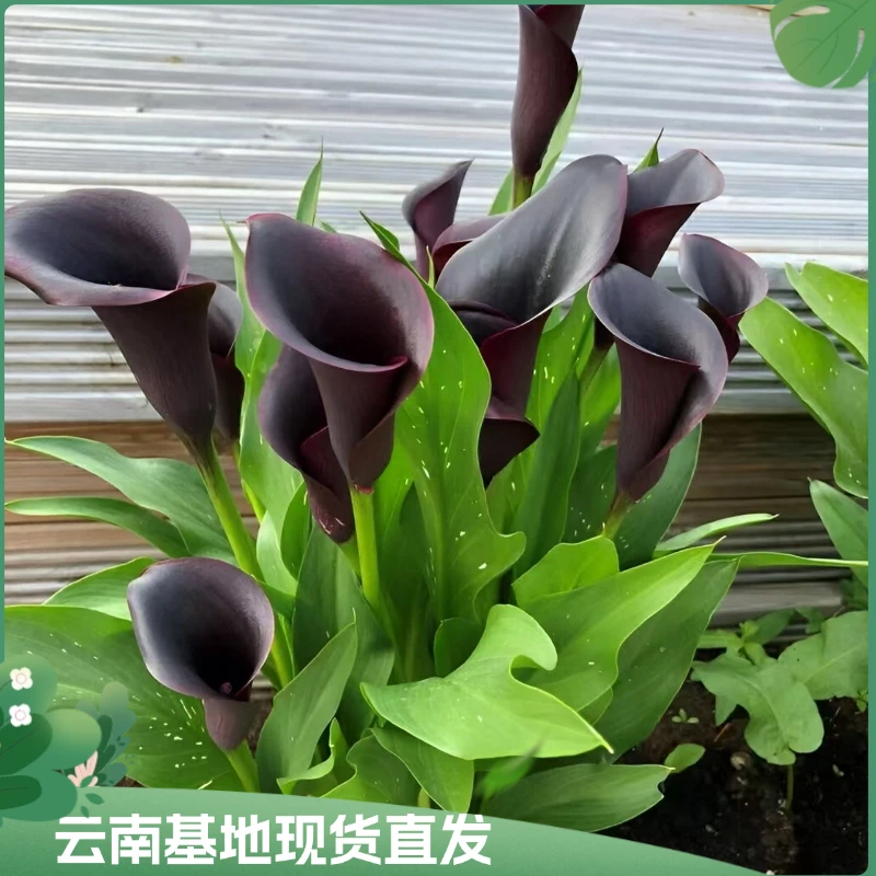 【黑色马蹄莲】马蹄莲盆栽带花好看又好养花苞发货的花适合阳