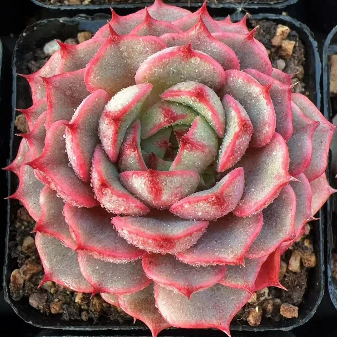 苯巴蒂斯锦单头（4cm）脱土金先生精品多肉