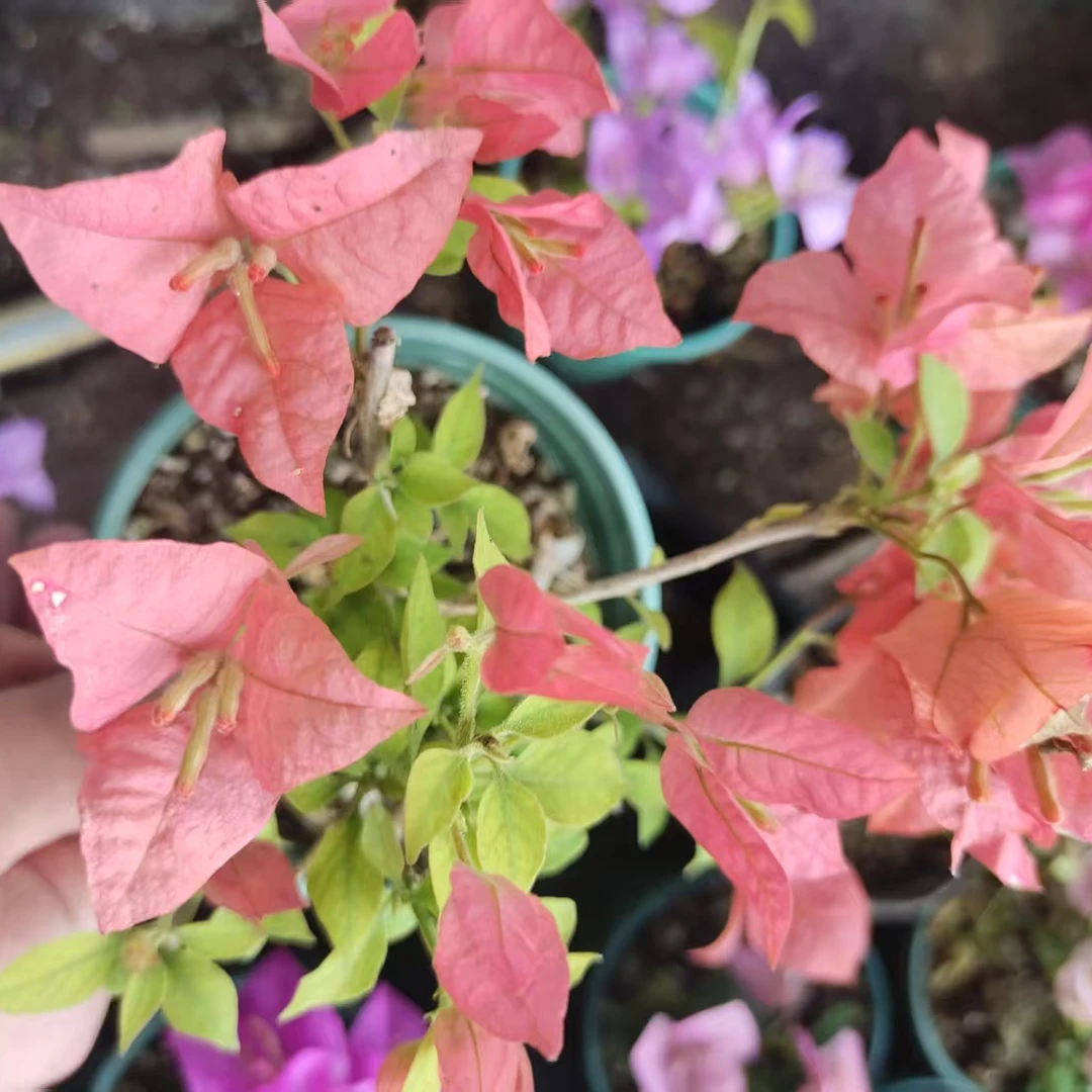 【布里扎+粉星星】牙签苗无售后客服不在线介意勿拍以