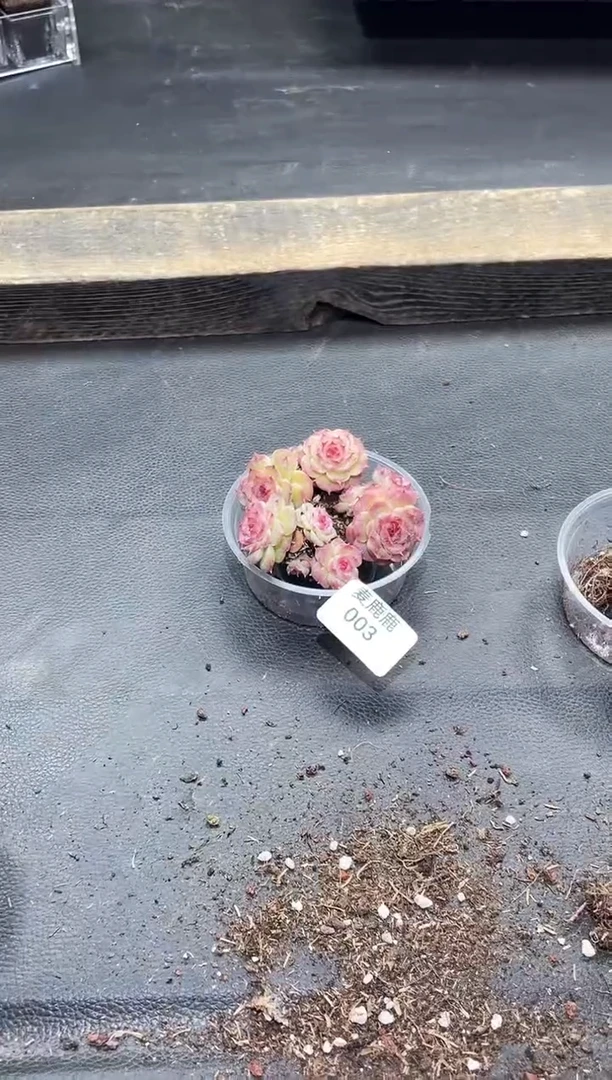 003纳格兰不包整散 量拍3颗