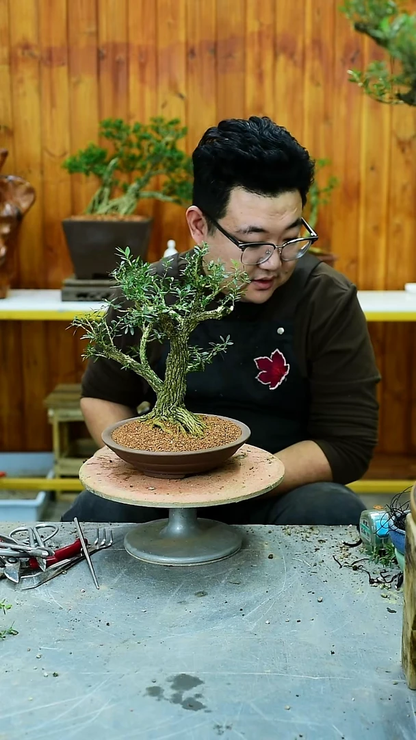 唐*福建闽江雀舌皱皮黄杨