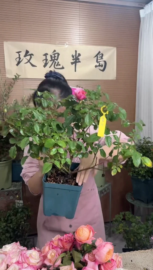 惑星，星斗1.5加仑根接苗子