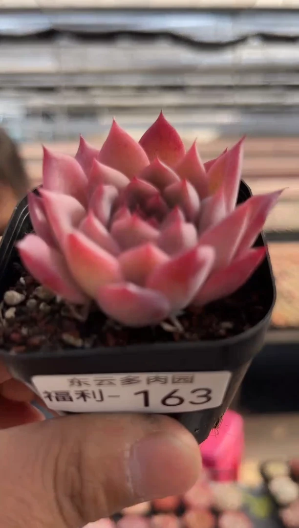 【闪购商品】福利款多肉-163