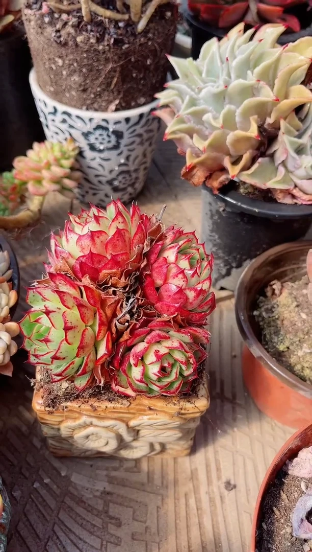 【闪购商品】05309多肉