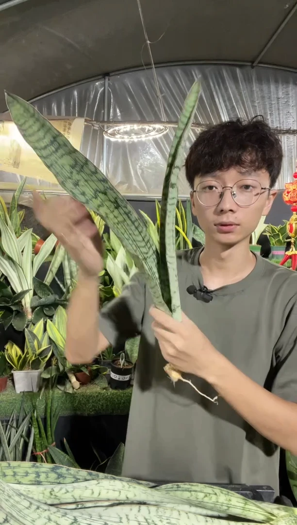 高脚埃及艳后裸根39.8