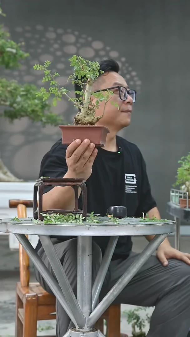 不开花植物沈*鬼对节白蜡