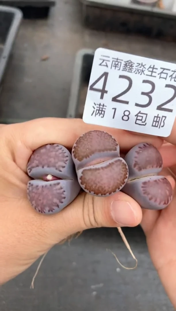 4232特价紫色混合有瑕疵发货1颗量拍