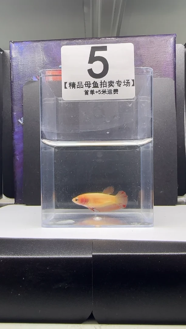 斗鱼母鱼编号：05