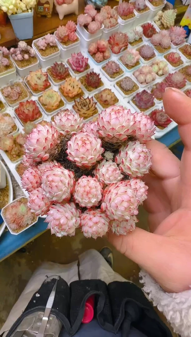 【闪购商品】春—151—仙农(红二条）