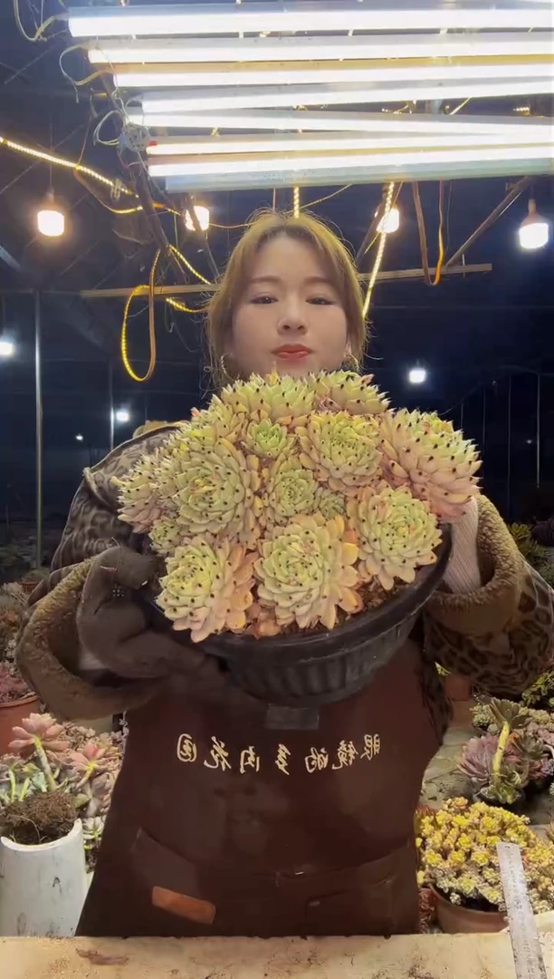 【闪购商品】绿爪2号一物一拍（包邮）