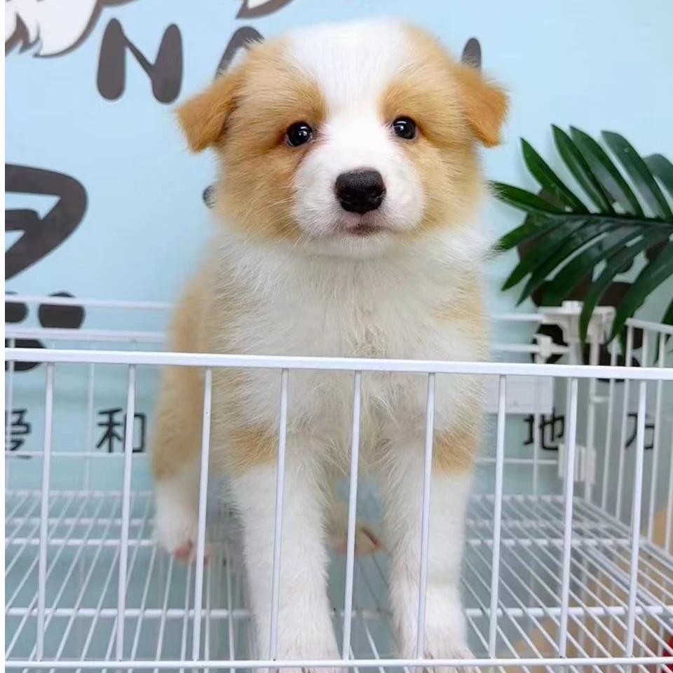 奶思家-金边边牧公可爱弟弟01255031边境牧羊犬