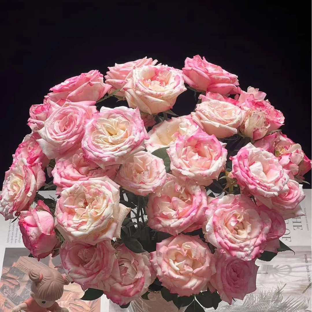 （牛牛甄选）AA级霓裳多头玫瑰 云南基地现采现发 一单也包邮