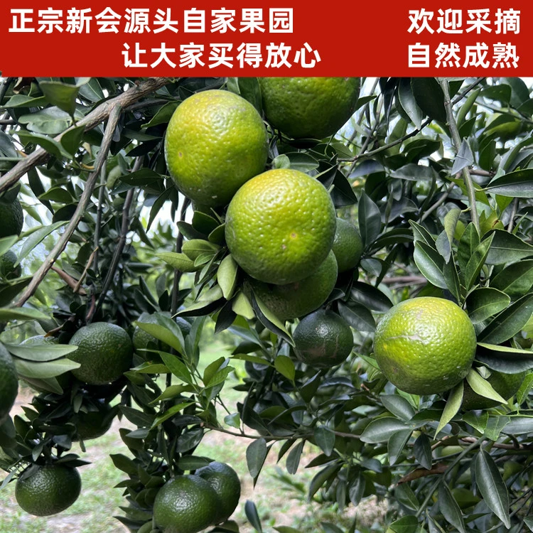 2025正宗天马圈枝鲜果自家果园不退换顺丰快递