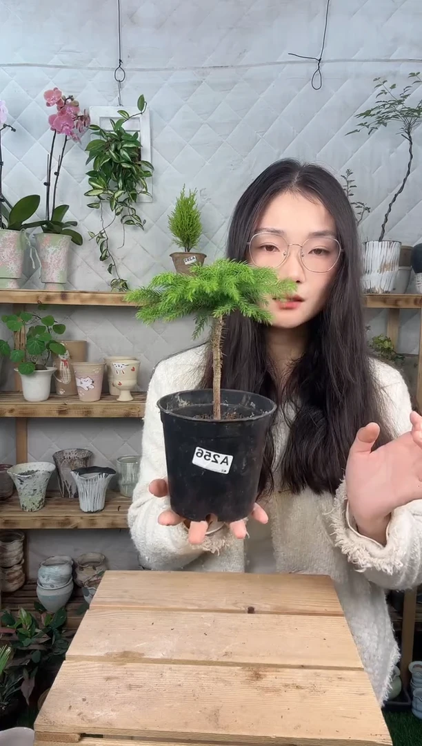 无花朵256南洋杉