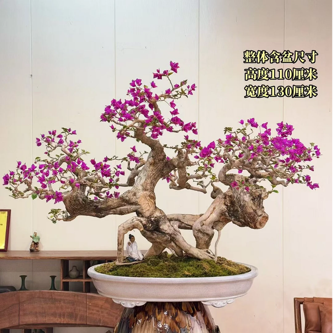 【叶胜园艺】精品小叶紫老桩三角梅盆景
