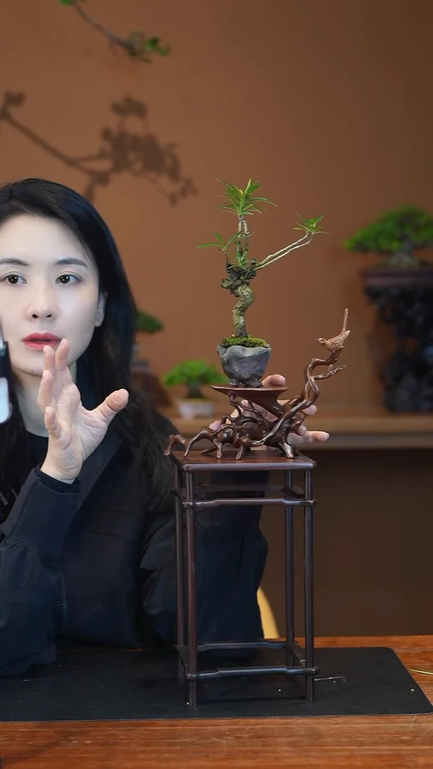 全部花朵栀子花盆景盆景盆景