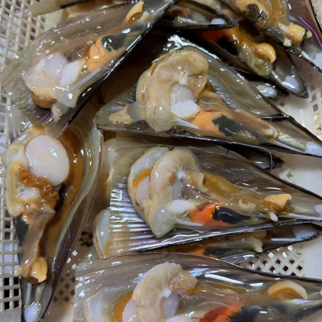 鲜活带子 （3个）