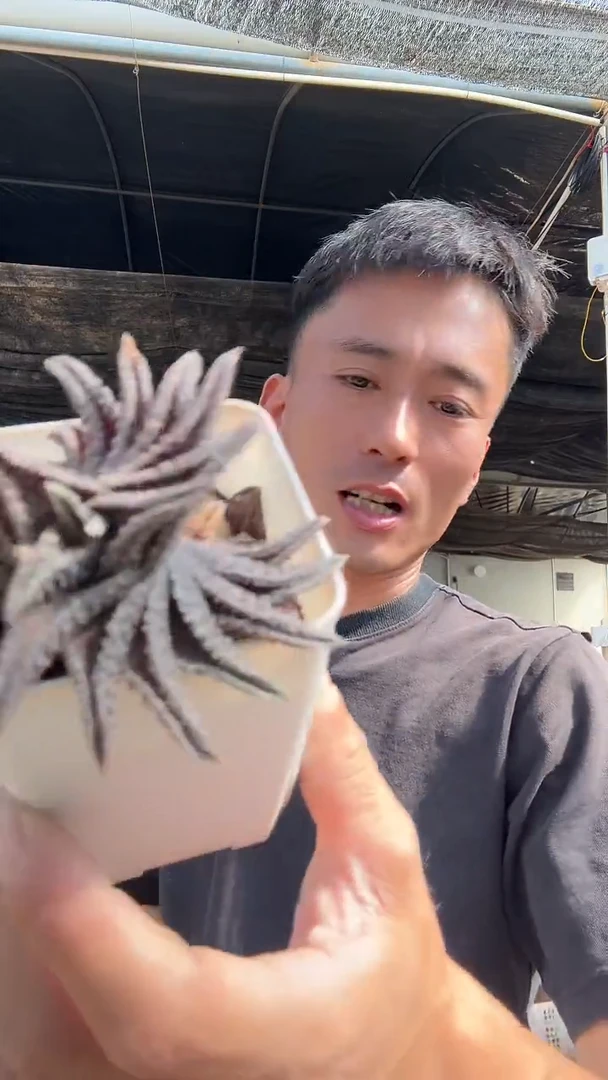 鬼瓦15.99