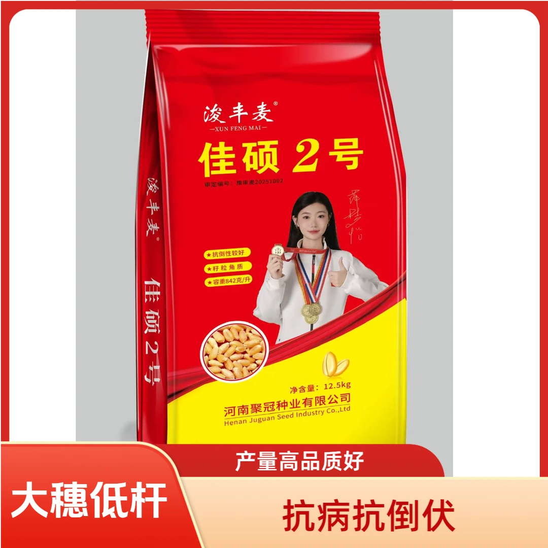 佳硕2号小麦品种低杆大穗品质好抗倒伏抗病抗寒抗冻分蘖多产量高
