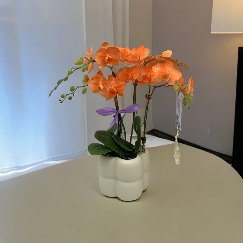 鲜花【心想事橙】蝴蝶兰爱马仕橙色系喷染工艺室内观赏带花发货