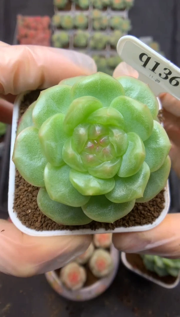 q136 遥遥珍妮 可带盆土 79.9