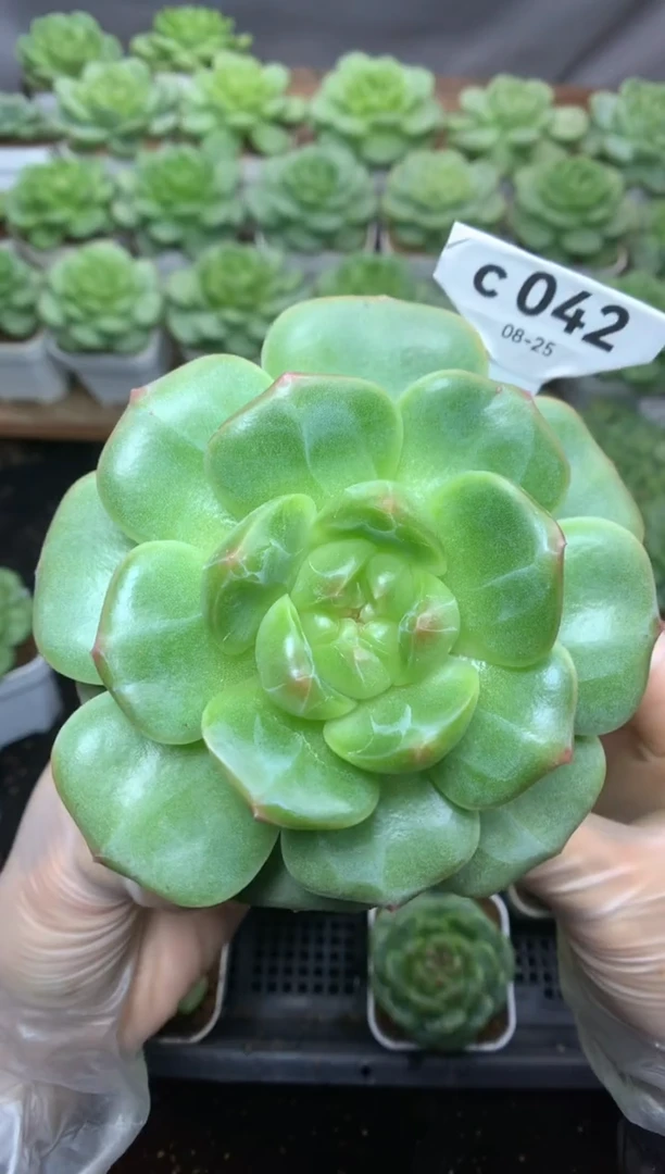 c042 遥遥珍妮 脱土发 190 送珍妮土