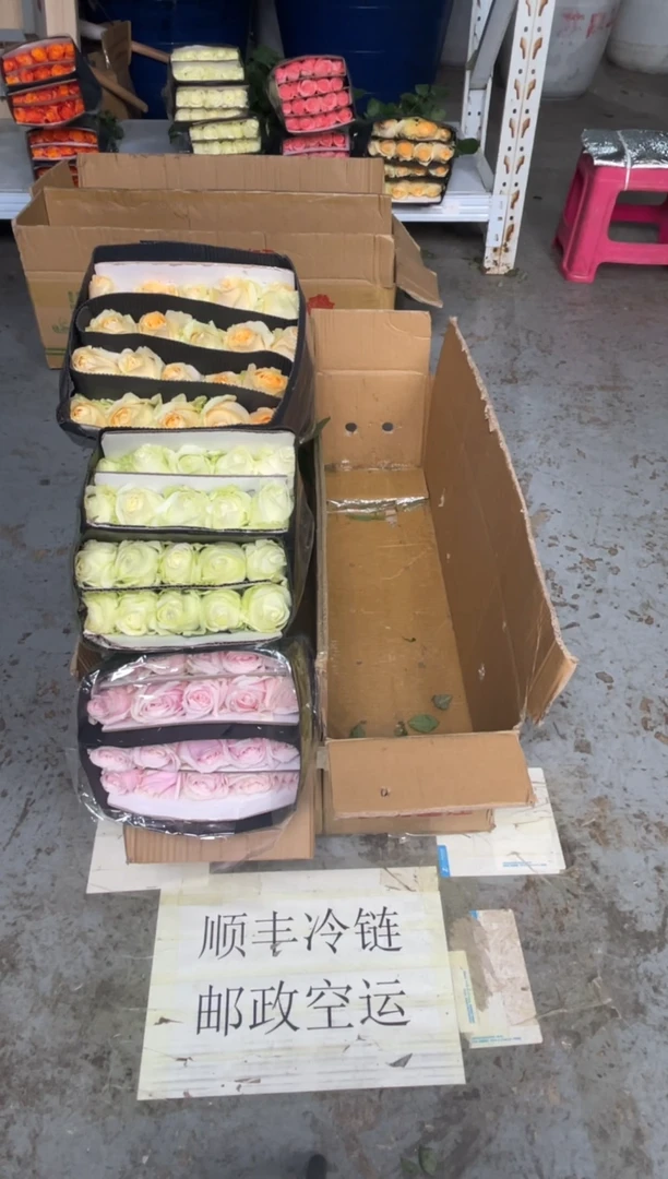 粉红20枝+香槟20枝+白雪山20枝