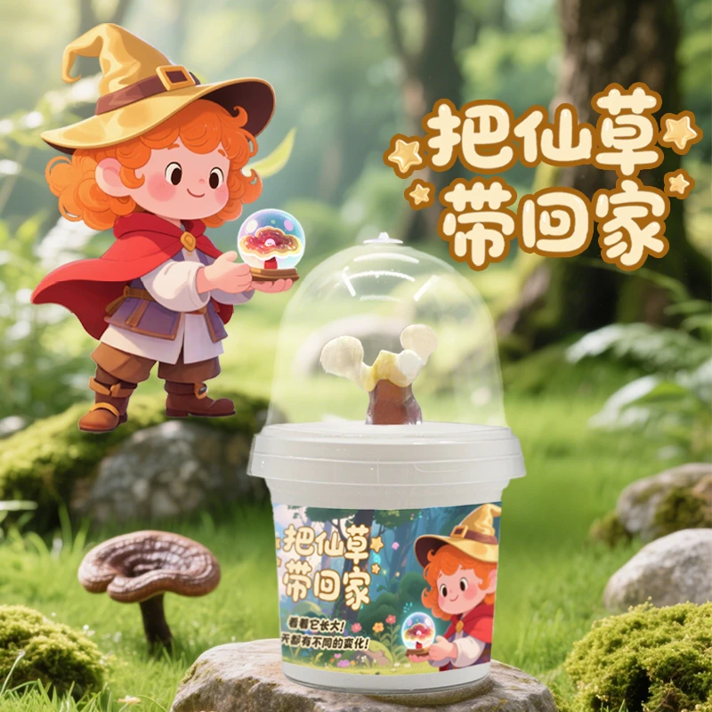 趣味种植观赏赤灵芝盆栽好运灵芝桌面活体灵芝