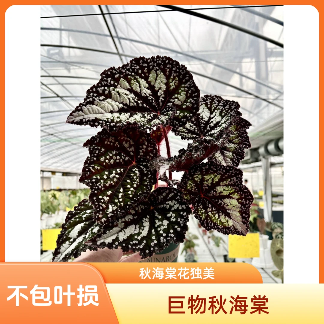 秋海棠巨物【一物一拍】绿植