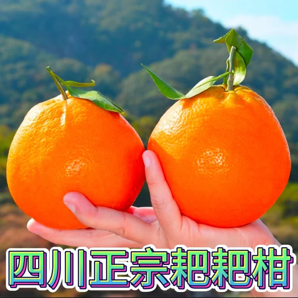 春见耙耙柑正宗四川眉山核心产区现摘现发新鲜应季水果柑橘