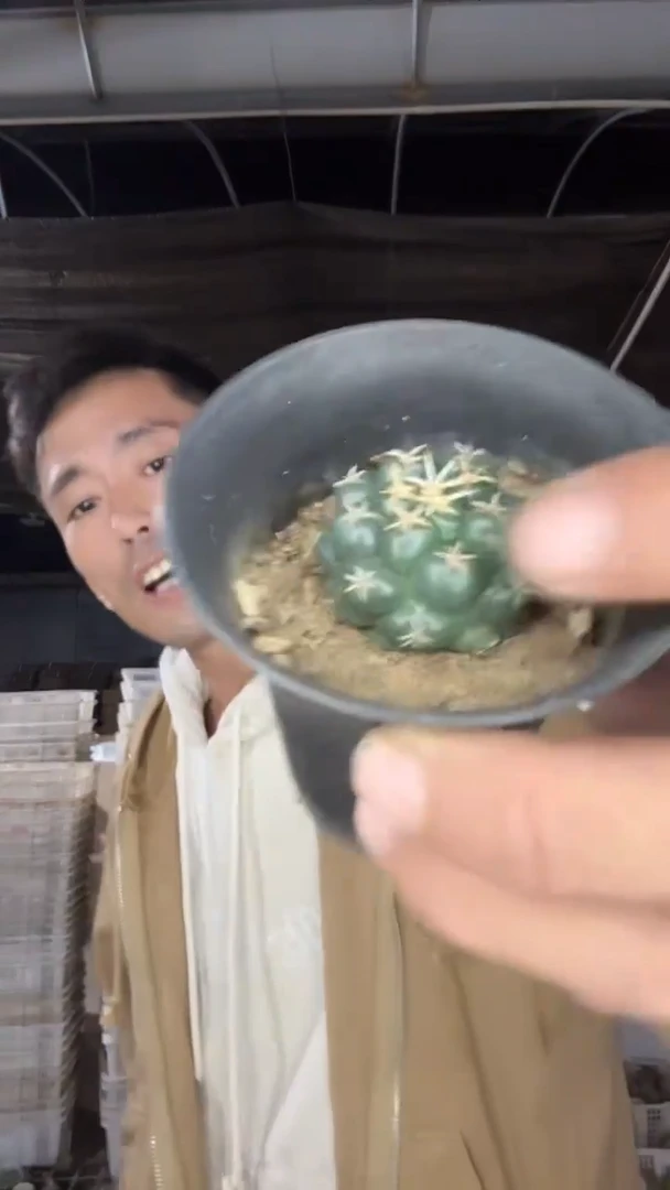 实生坦丝象牙29.99