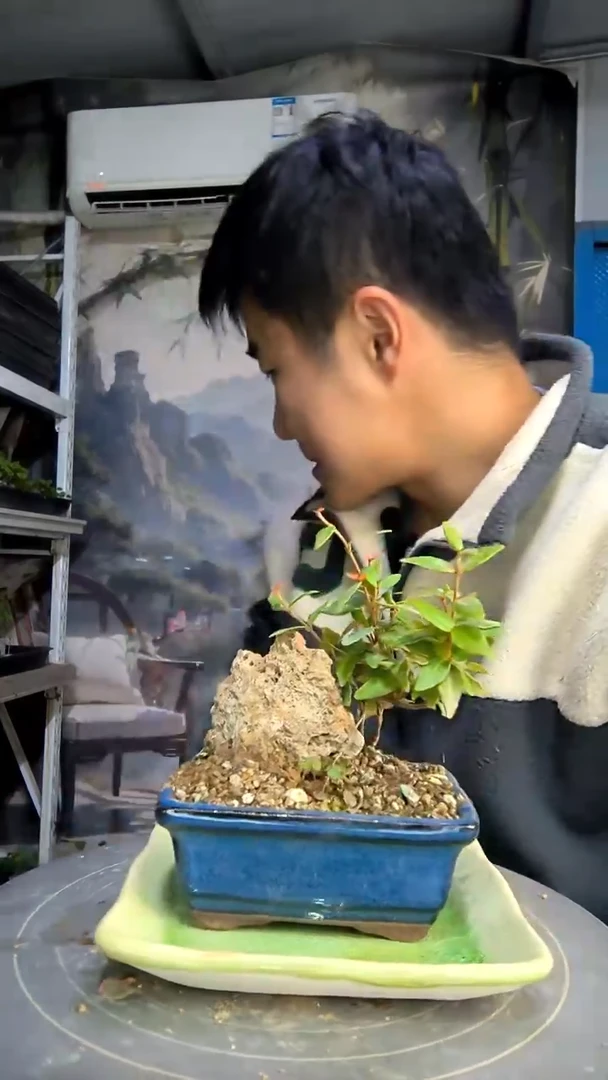 糖***了中青园艺一物一拍484