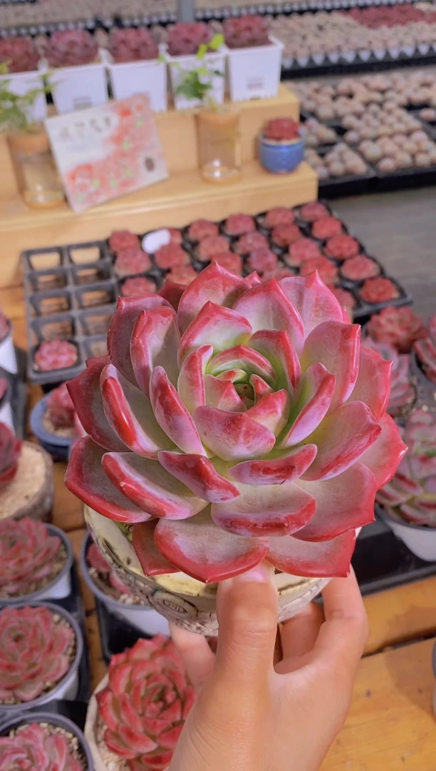 A382-母本夜魔侠10cm脱土发（量拍