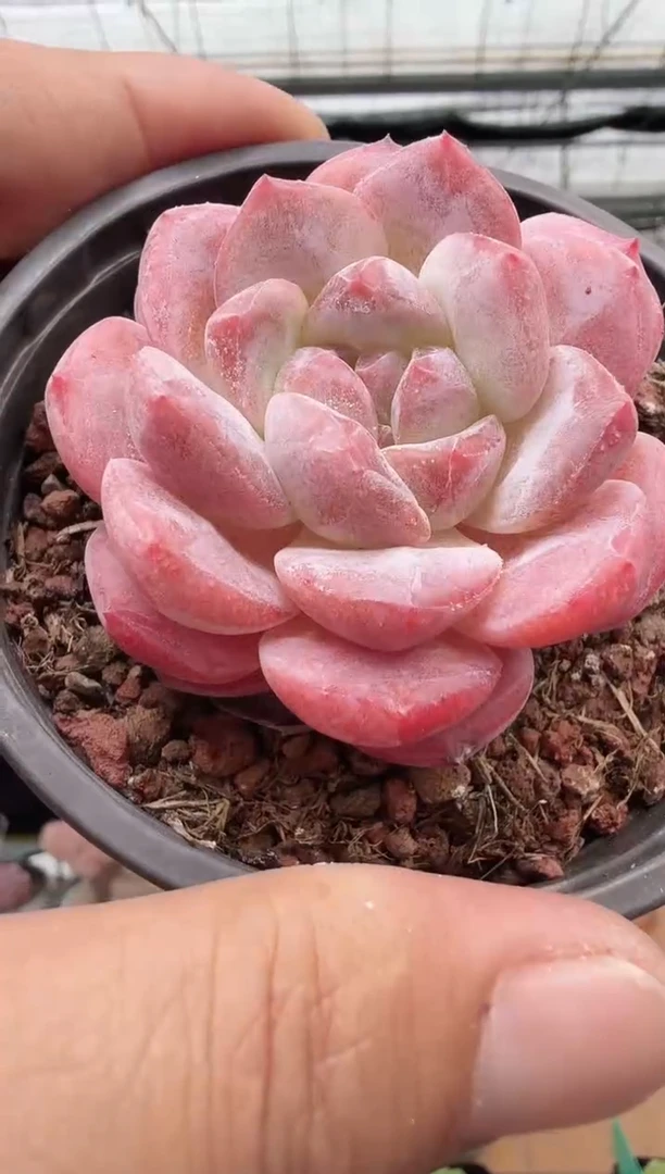 东云多肉园新款-63