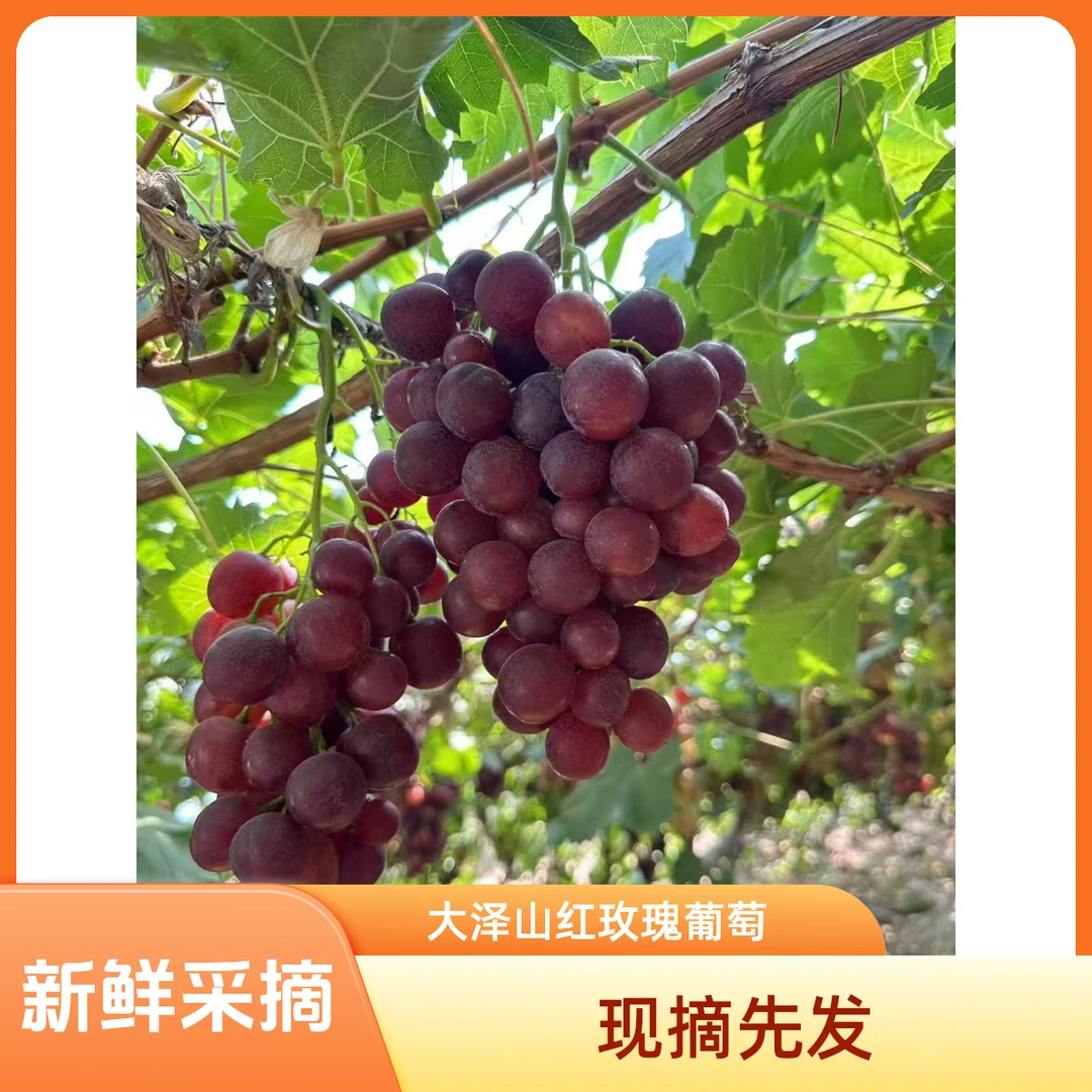 大泽山红玫瑰葡萄新鲜采摘现摘先发饱满多汁