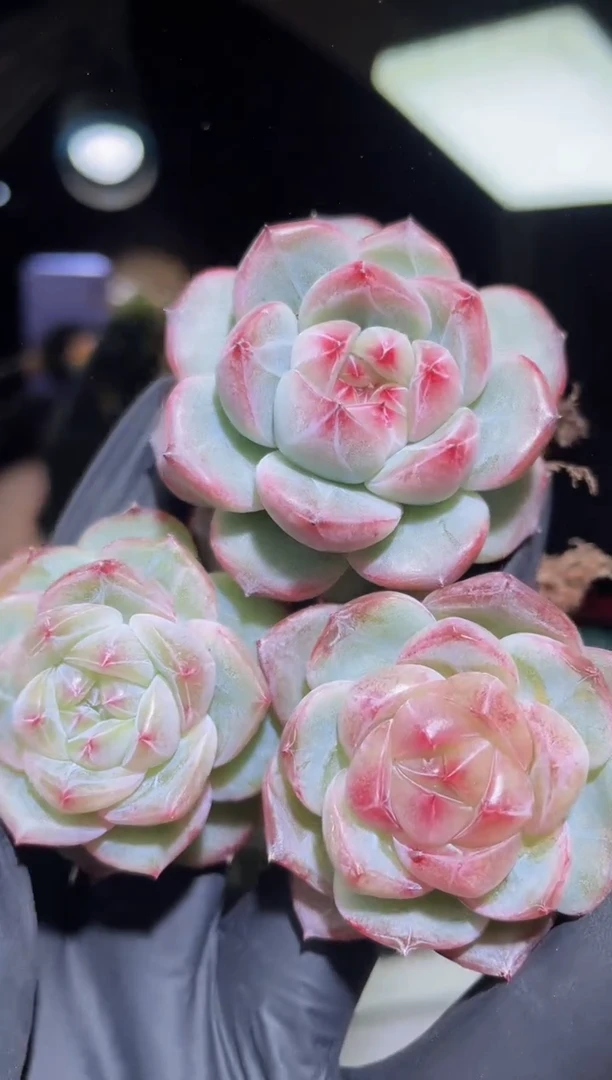 闪购2204  爆珠系列多肉一颗  4-4.5厘米