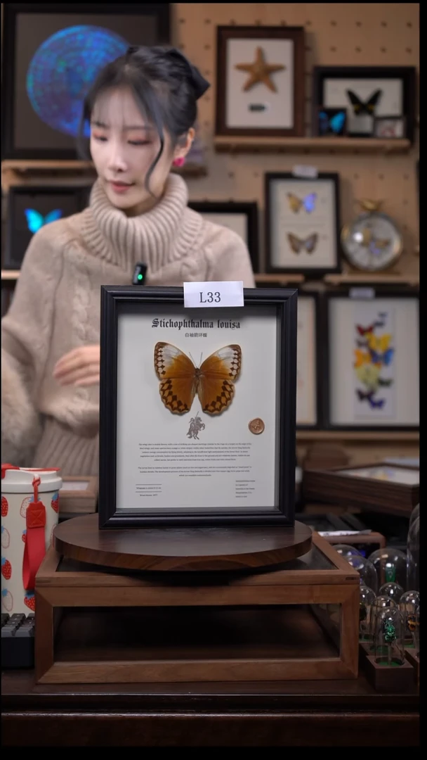 微瑕蝴蝶标本摆件一口价l33