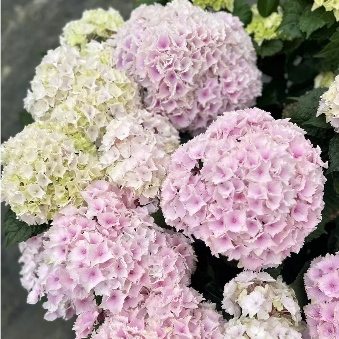 【木通】1加仑魔幻海洋 新品绣球盆栽 八仙花大苗室内阳台庭院植物