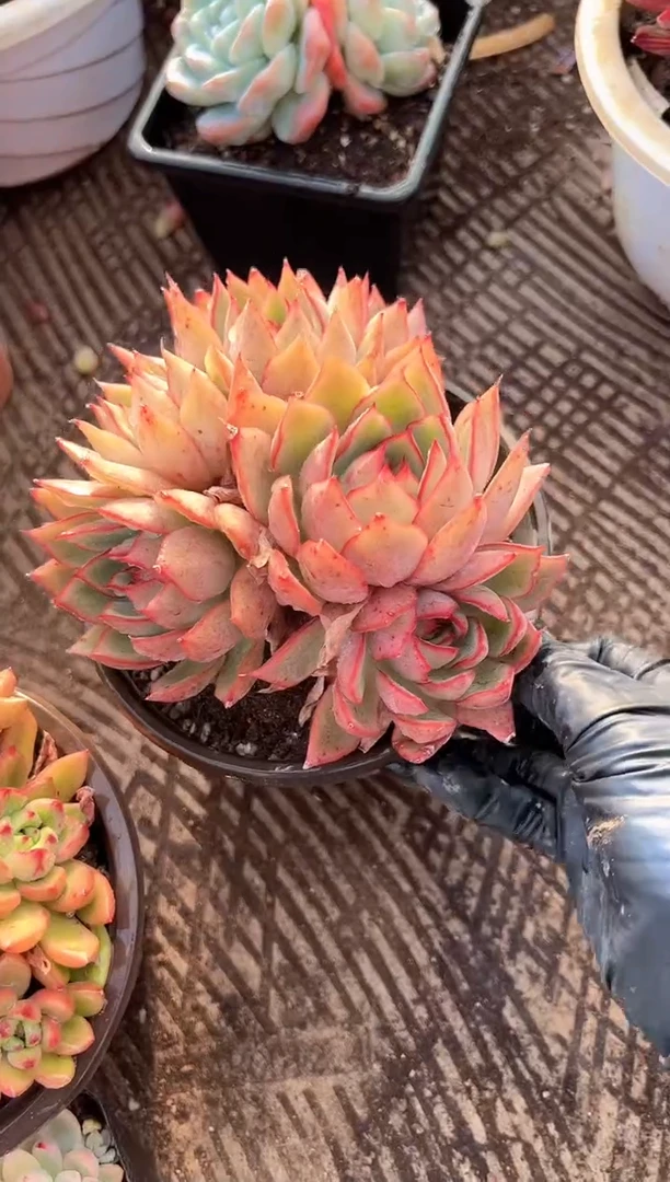 小*多肉植物一物一拍16259