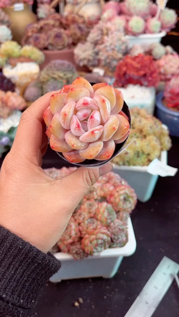 【闪购商品】7518橙子多肉