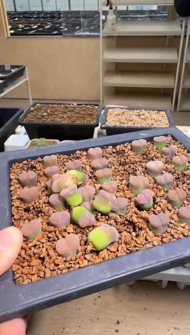 肉石头（25-31）1122